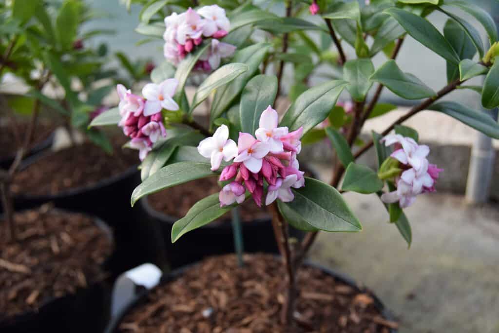 Daphne odora 'Aureomarginata' 30-35 cm